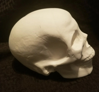 Large Human Skull Ready to Paint Unpainted Ceramic Bisque